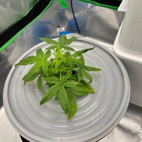 Northern Light growlog timeline photo