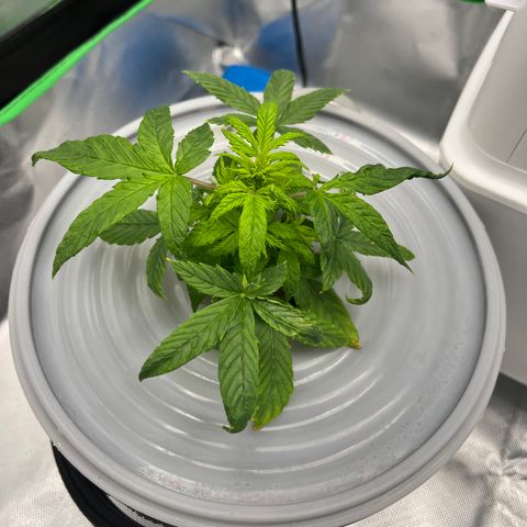 Northern Light growlog timeline photo