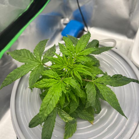 Northern Light growlog timeline photo