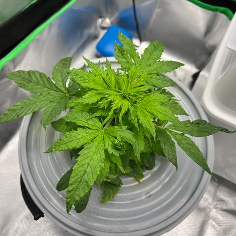 Northern Light growlog timeline photo