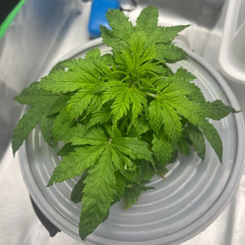 Northern Light growlog timeline photo
