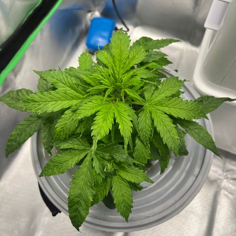 Northern Light growlog timeline photo