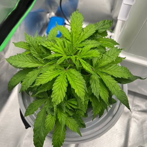 Northern Light growlog timeline photo