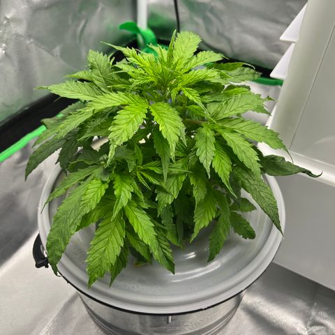 Northern Light growlog timeline photo