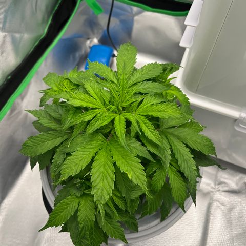 Northern Light growlog timeline photo