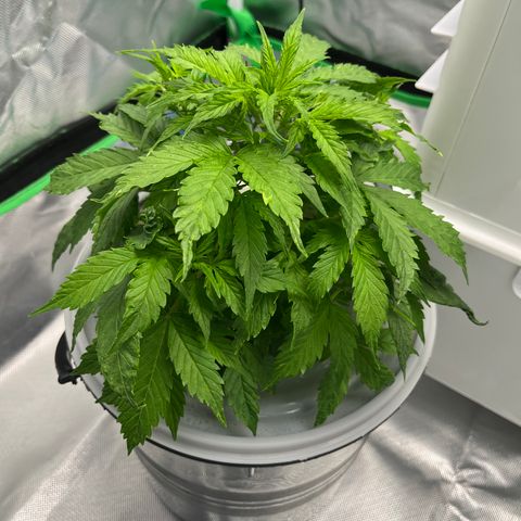 Northern Light growlog timeline photo