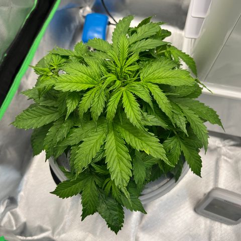 Northern Light growlog timeline photo