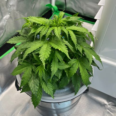 Northern Light growlog timeline photo