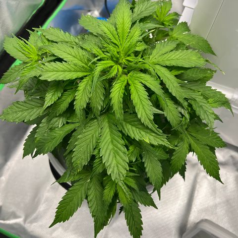 Northern Light growlog timeline photo