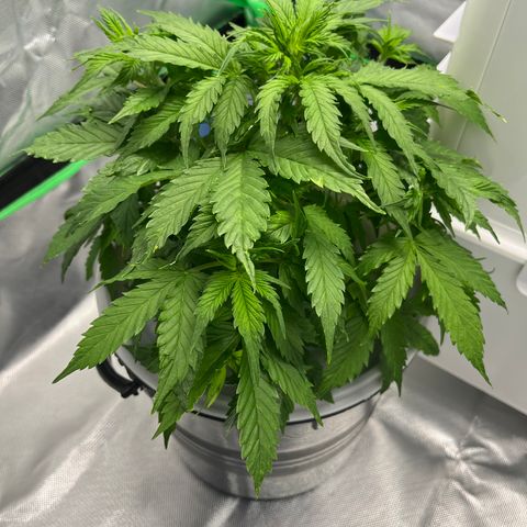 Northern Light growlog timeline photo