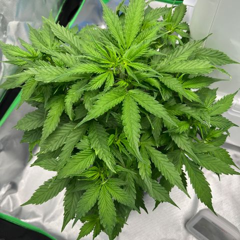 Northern Light growlog timeline photo
