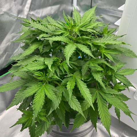 Northern Light growlog timeline photo