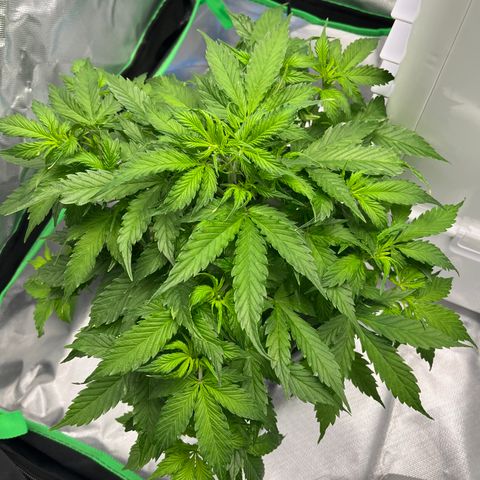 Northern Light growlog timeline photo