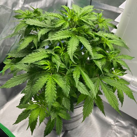 Northern Light growlog timeline photo
