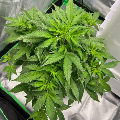 Northern Light growlog timeline photo