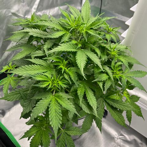Northern Light growlog timeline photo
