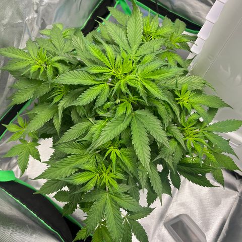 Northern Light growlog timeline photo