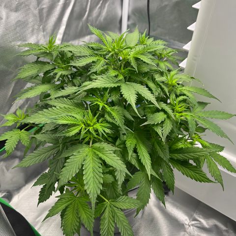 Northern Light growlog timeline photo
