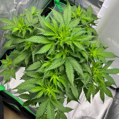 Northern Light growlog timeline photo