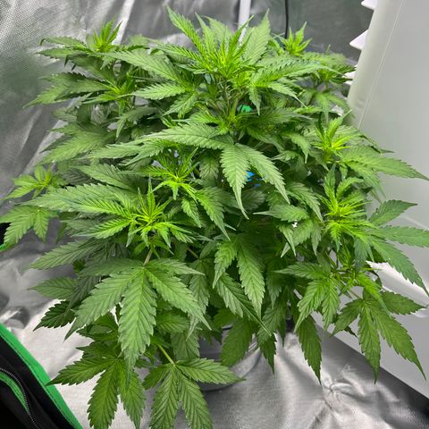 Northern Light growlog timeline photo