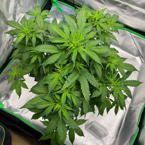 Northern Light growlog timeline photo
