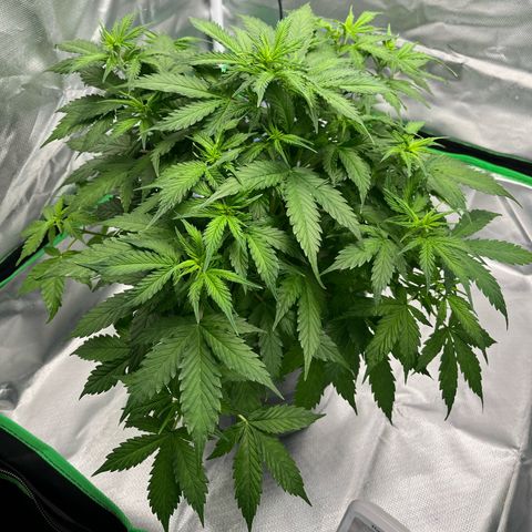 Northern Light growlog timeline photo