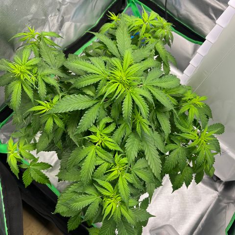Northern Light growlog timeline photo