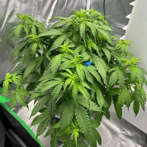 Northern Light growlog timeline photo
