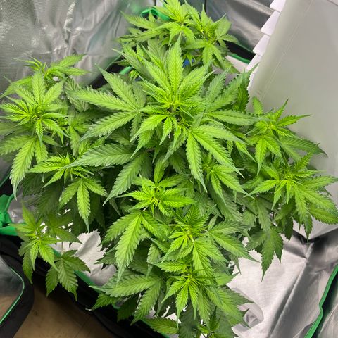 Northern Light growlog timeline photo