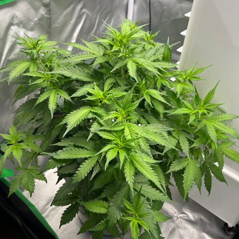 Northern Light growlog timeline photo