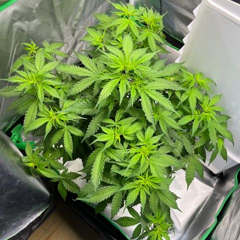 Northern Light growlog timeline photo