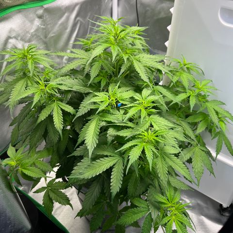 Northern Light growlog timeline photo