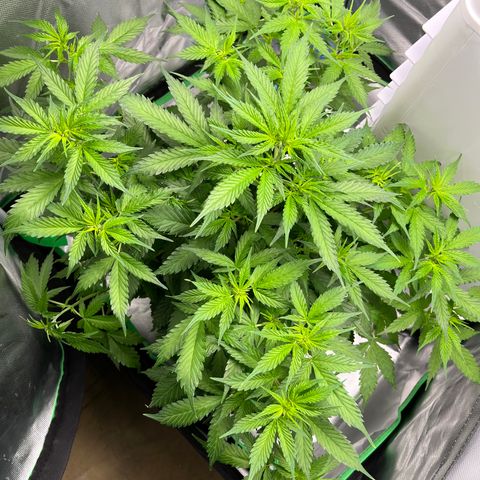 Northern Light growlog timeline photo