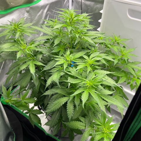 Northern Light growlog timeline photo