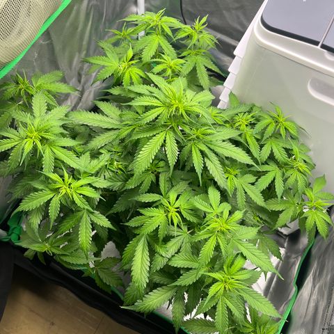 Northern Light growlog timeline photo