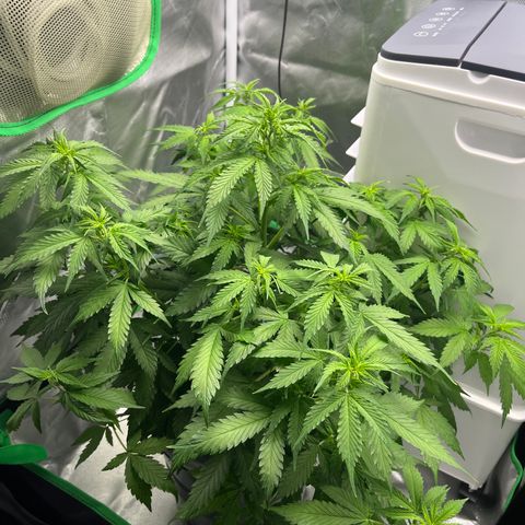 Northern Light growlog timeline photo