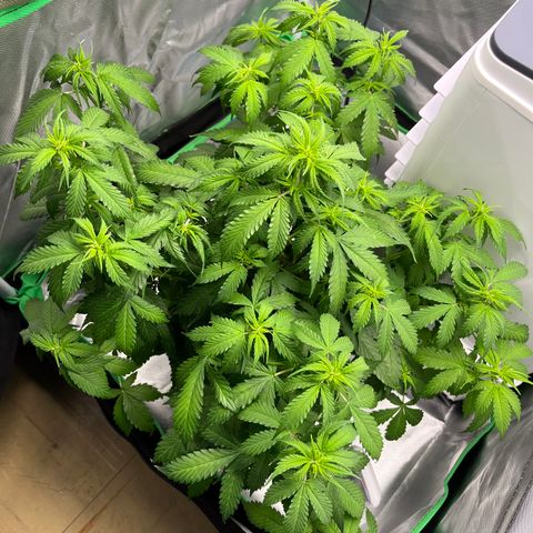 Northern Light growlog timeline photo