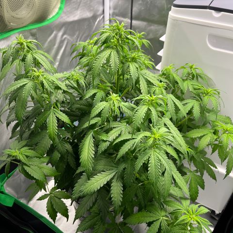Northern Light growlog timeline photo
