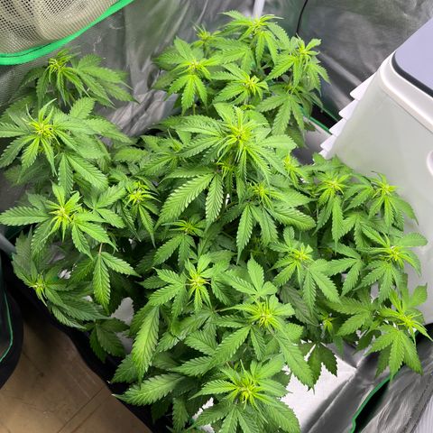 Northern Light growlog timeline photo