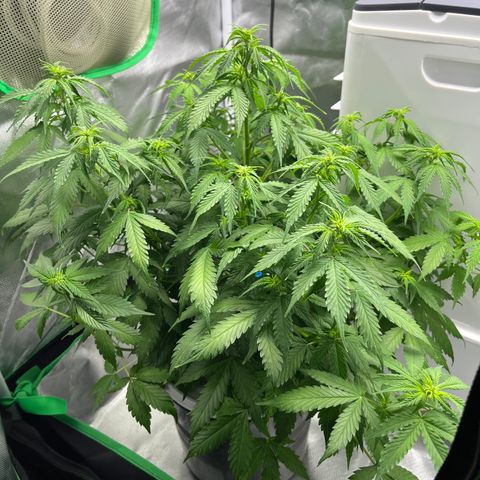 Northern Light growlog timeline photo