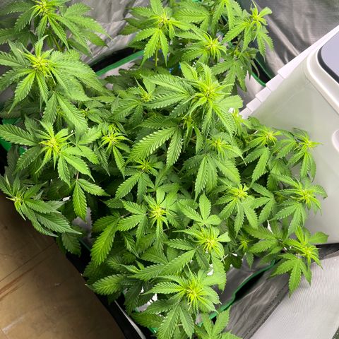 Northern Light growlog timeline photo