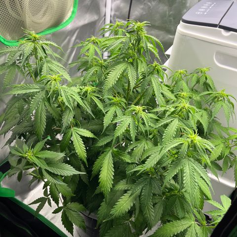 Northern Light growlog timeline photo