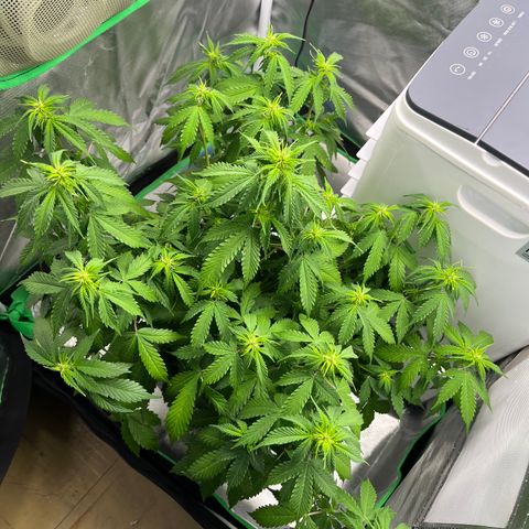 Northern Light growlog timeline photo