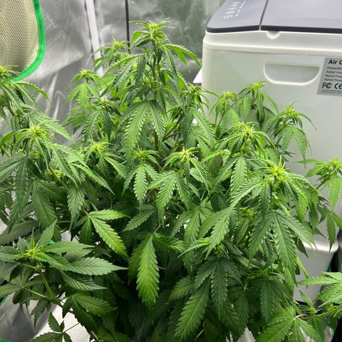 Northern Light growlog timeline photo