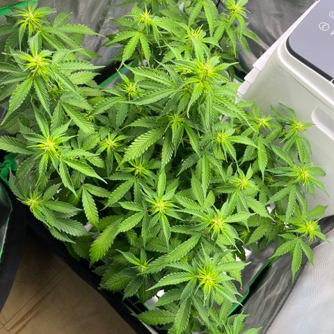 Northern Light growlog timeline photo