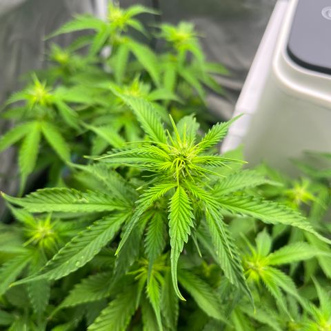 Northern Light growlog timeline photo