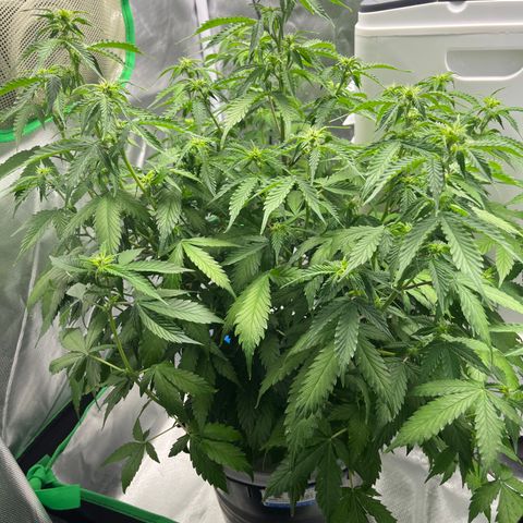 Northern Light growlog timeline photo