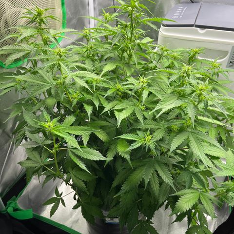 Northern Light growlog timeline photo