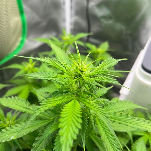 Northern Light growlog timeline photo