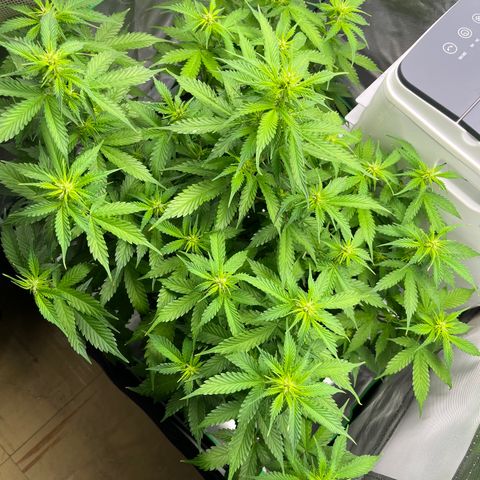Northern Light growlog timeline photo